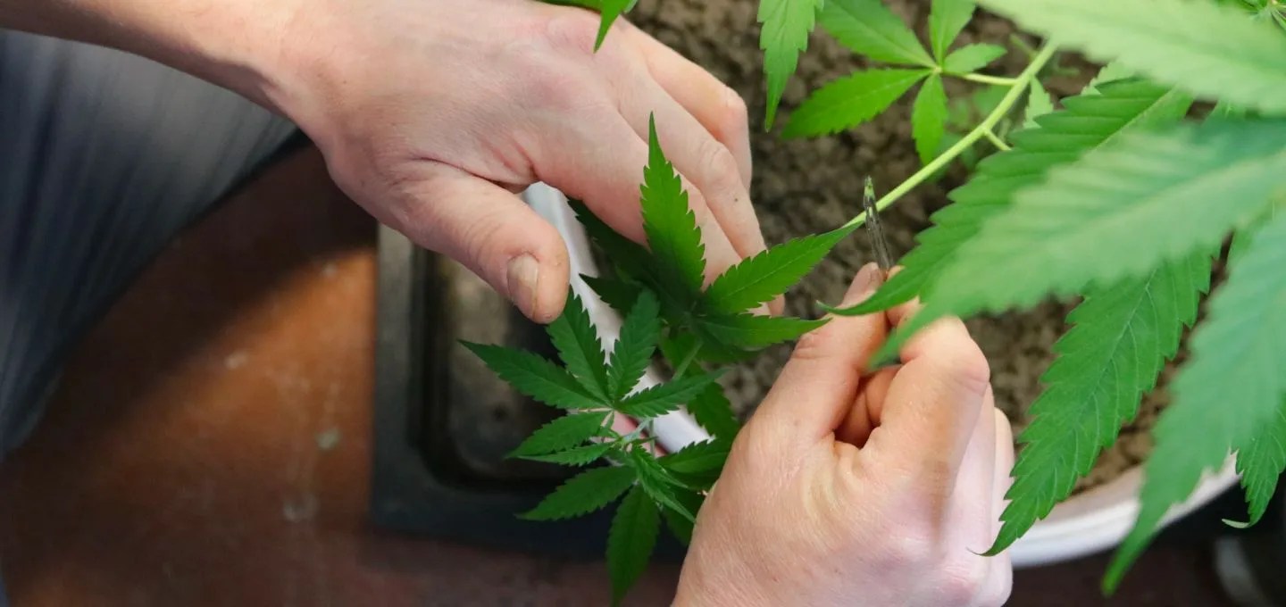 What is Plant Matter? Cannabis Glossary Gaanja Heal