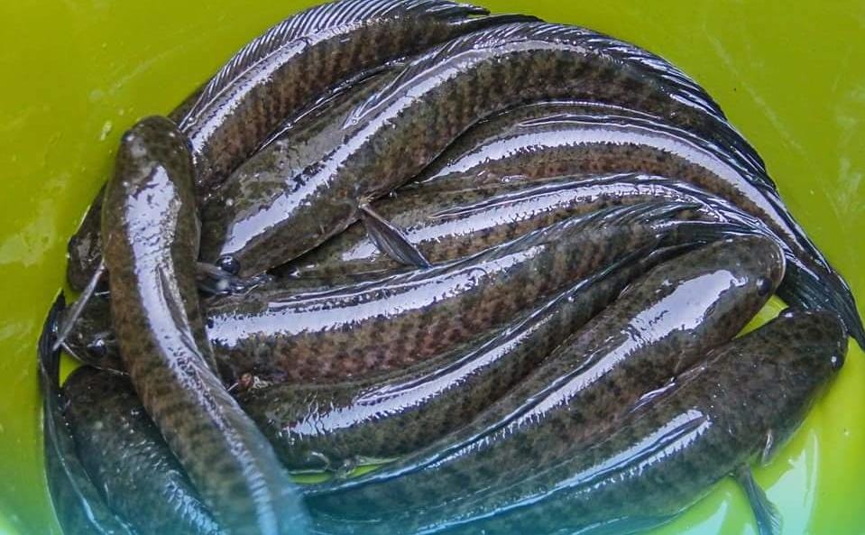 Langkah KKP Kembangkan Industri Budidaya Ikan Gabus Sebagai Komoditas