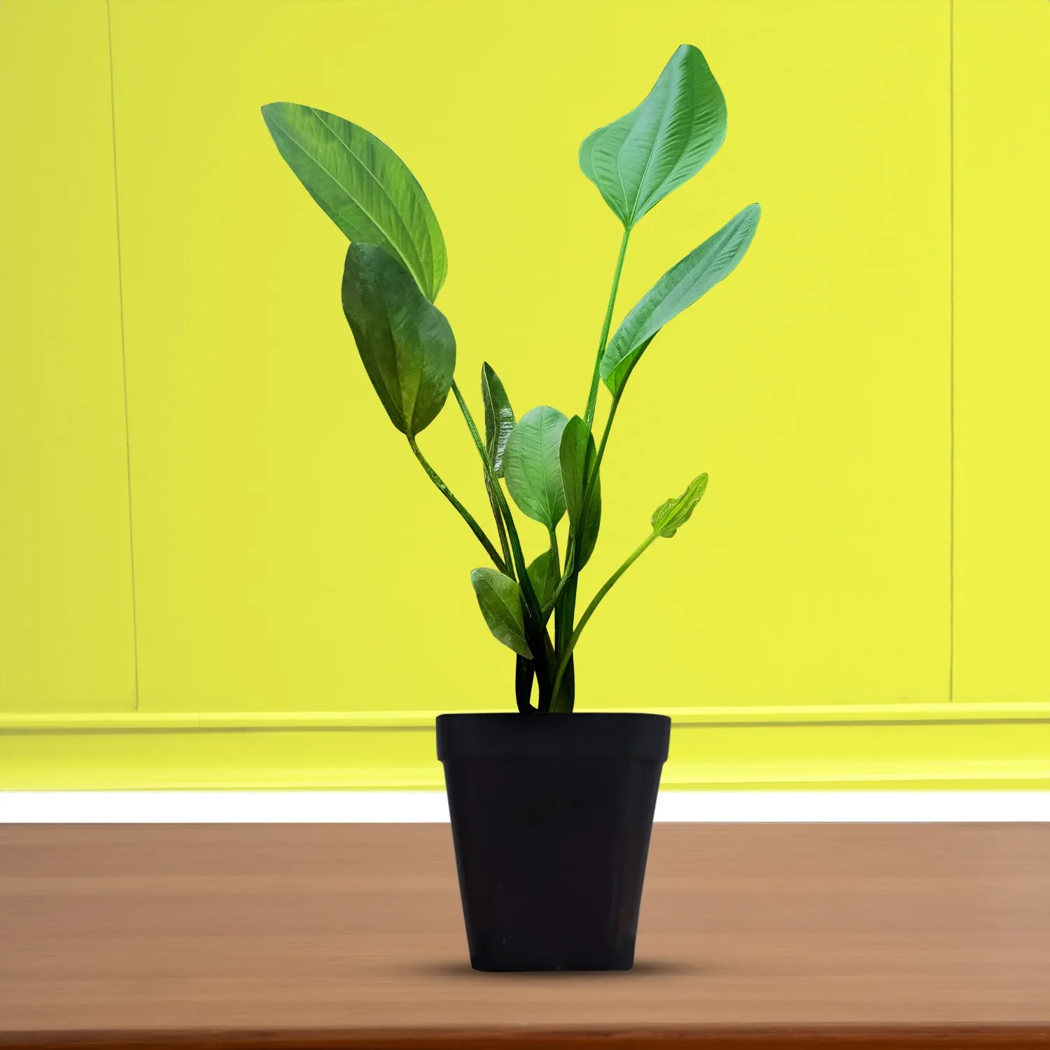 Amazon Sword Aquarium Plants, Echinodorus Amazonicus, Live Plants for