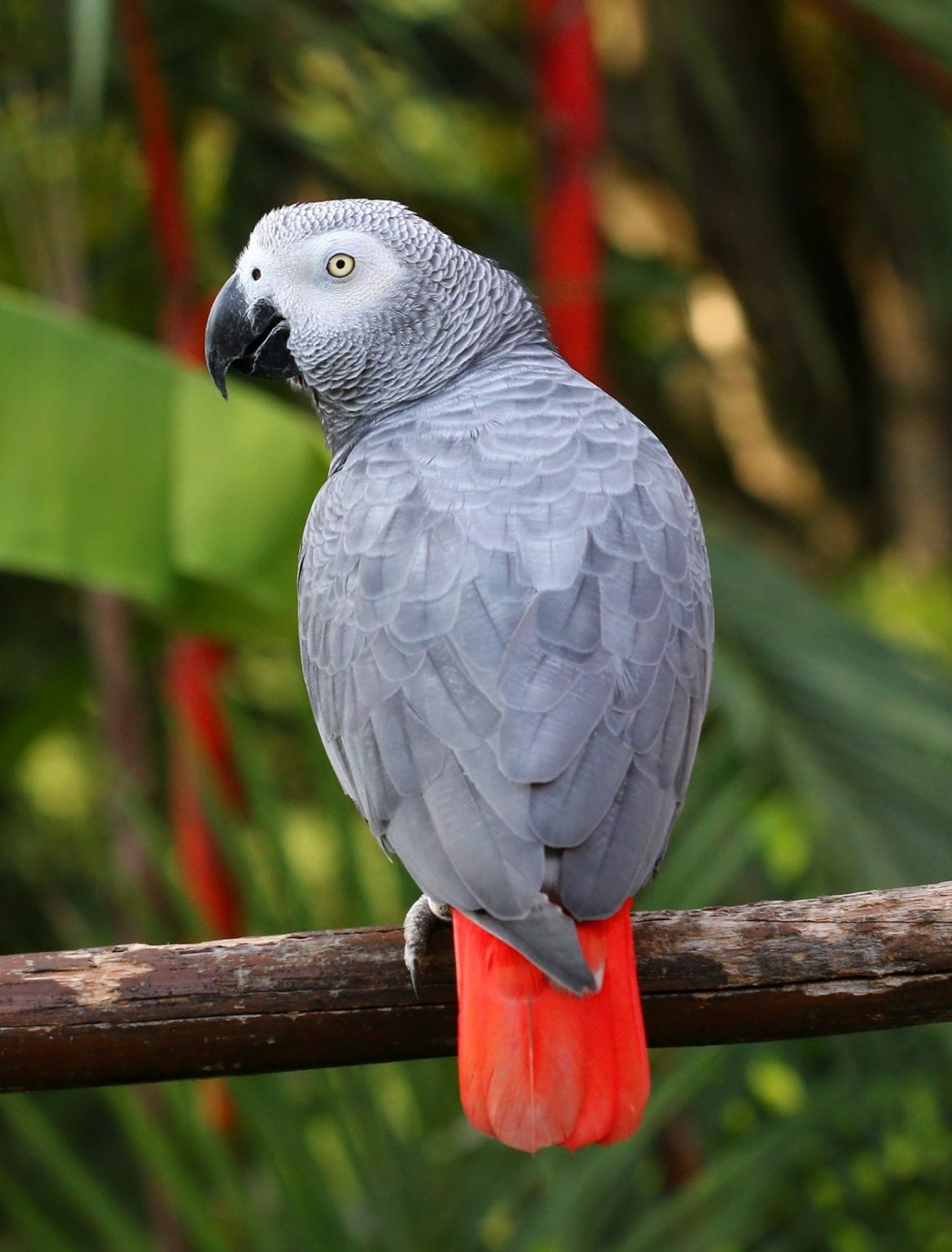 Congo African Grey Parrot GAC Parrots