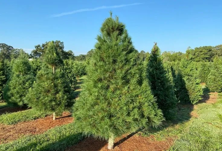 Types & History Christmas Tree Association