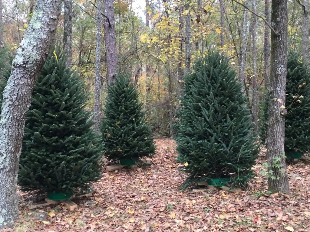 The Old Barn Christmas Tree Farm Christmas Tree Association
