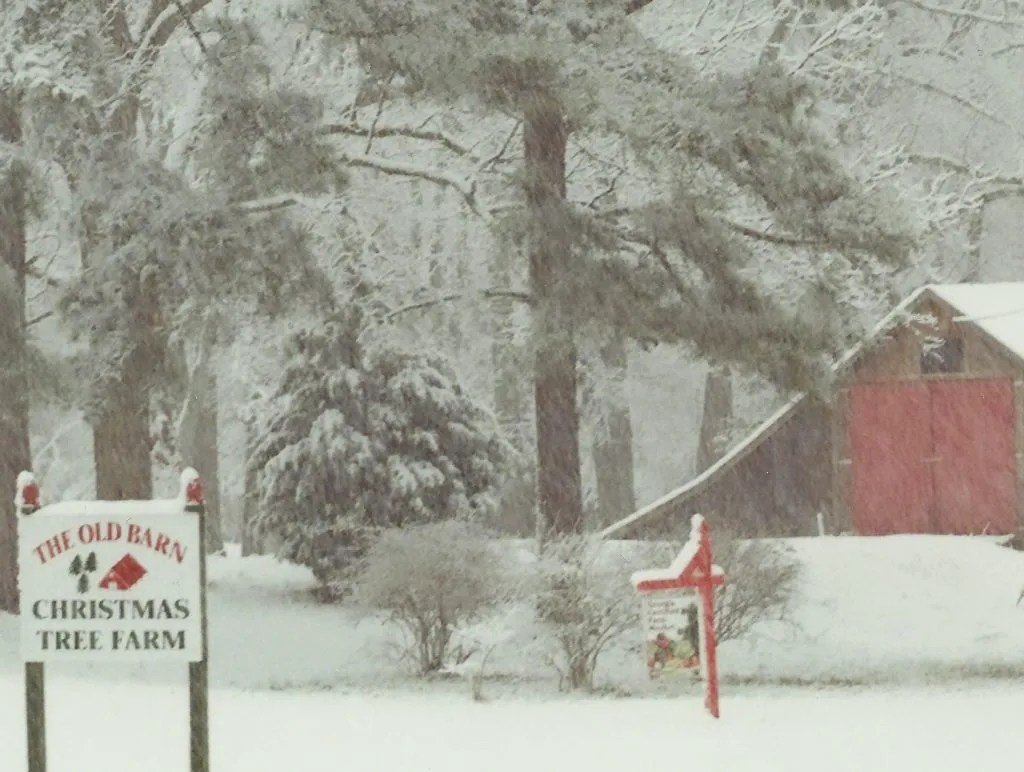 The Old Barn Christmas Tree Farm Christmas Tree Association