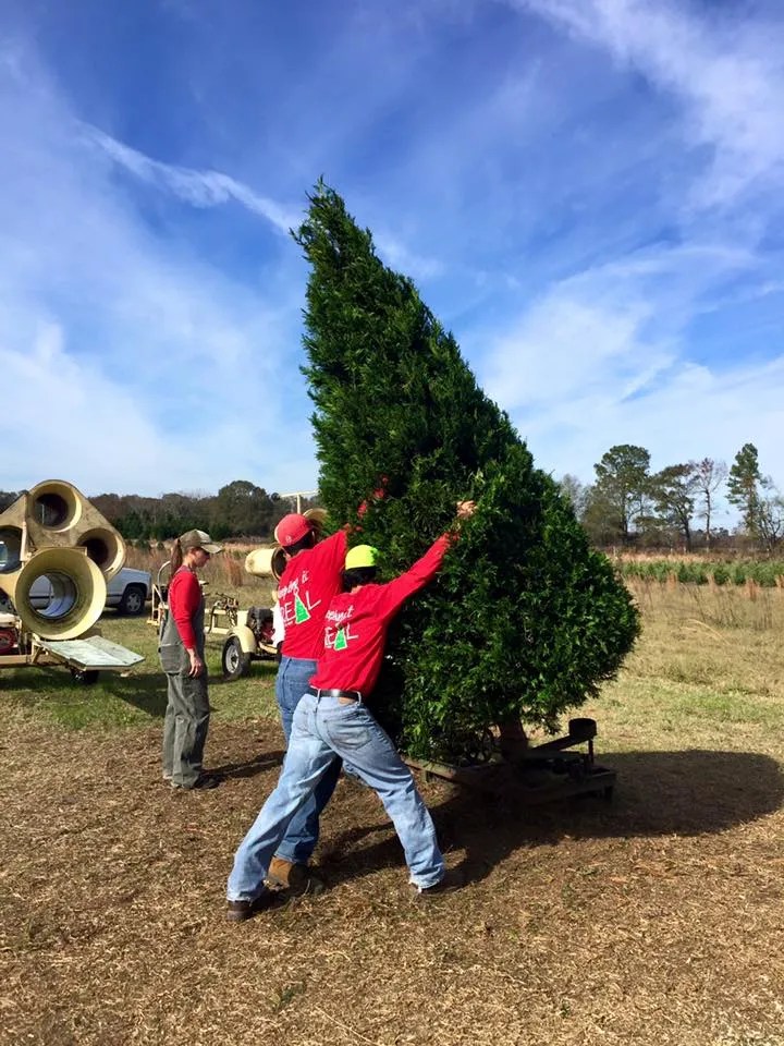 Southern Christmas Tree Farms Christmas Tree Association