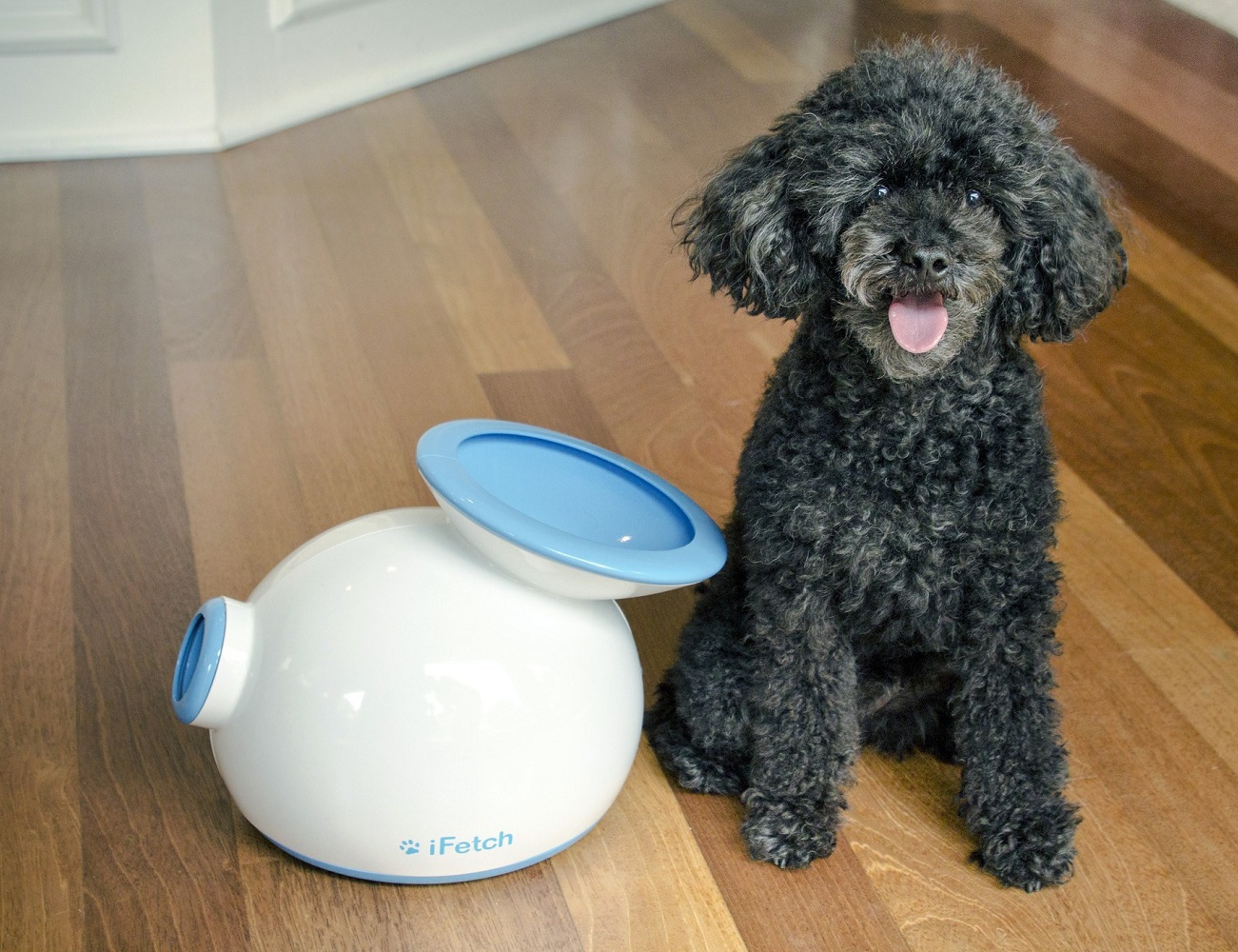 iFetch Interactive Ball Launcher » Gadget Flow