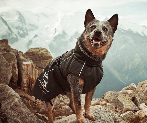 Winter Jacket For Dogs by Hurtta » Gadget Flow