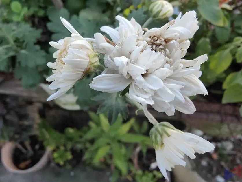 OPPO Find X3 Pro - Camera - Flower 1