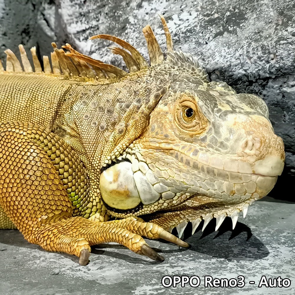 Kesan Awal BerfotoFoto Dengan OPPO Reno3, Tangguh di