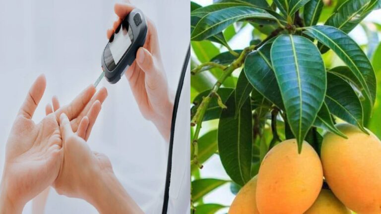 ERADICATE DIABETES USING MANGO LEAVES SEE HOW Health GadgetsNG