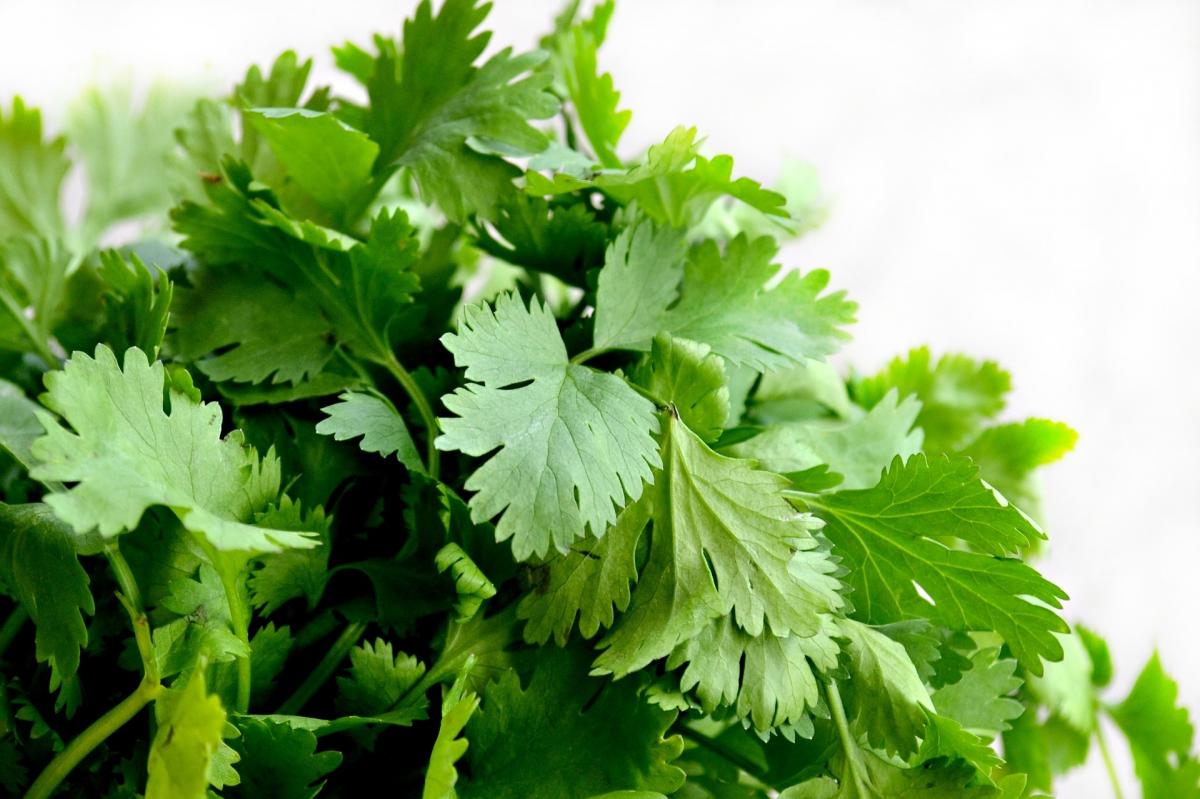 CORIANDER LEAVES FOR GLOWING SKIN Health GadgetsNG