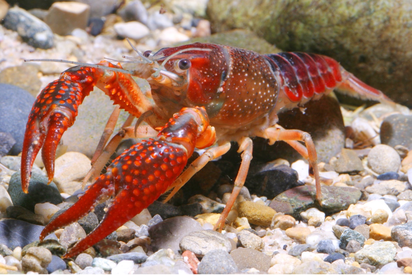 Crayfishes of Department Of Natural Resources Division