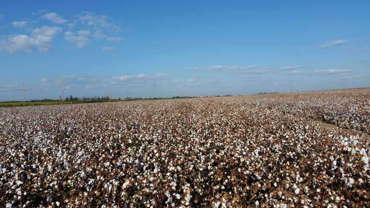 Plant Growth Regulators Gadot Agro