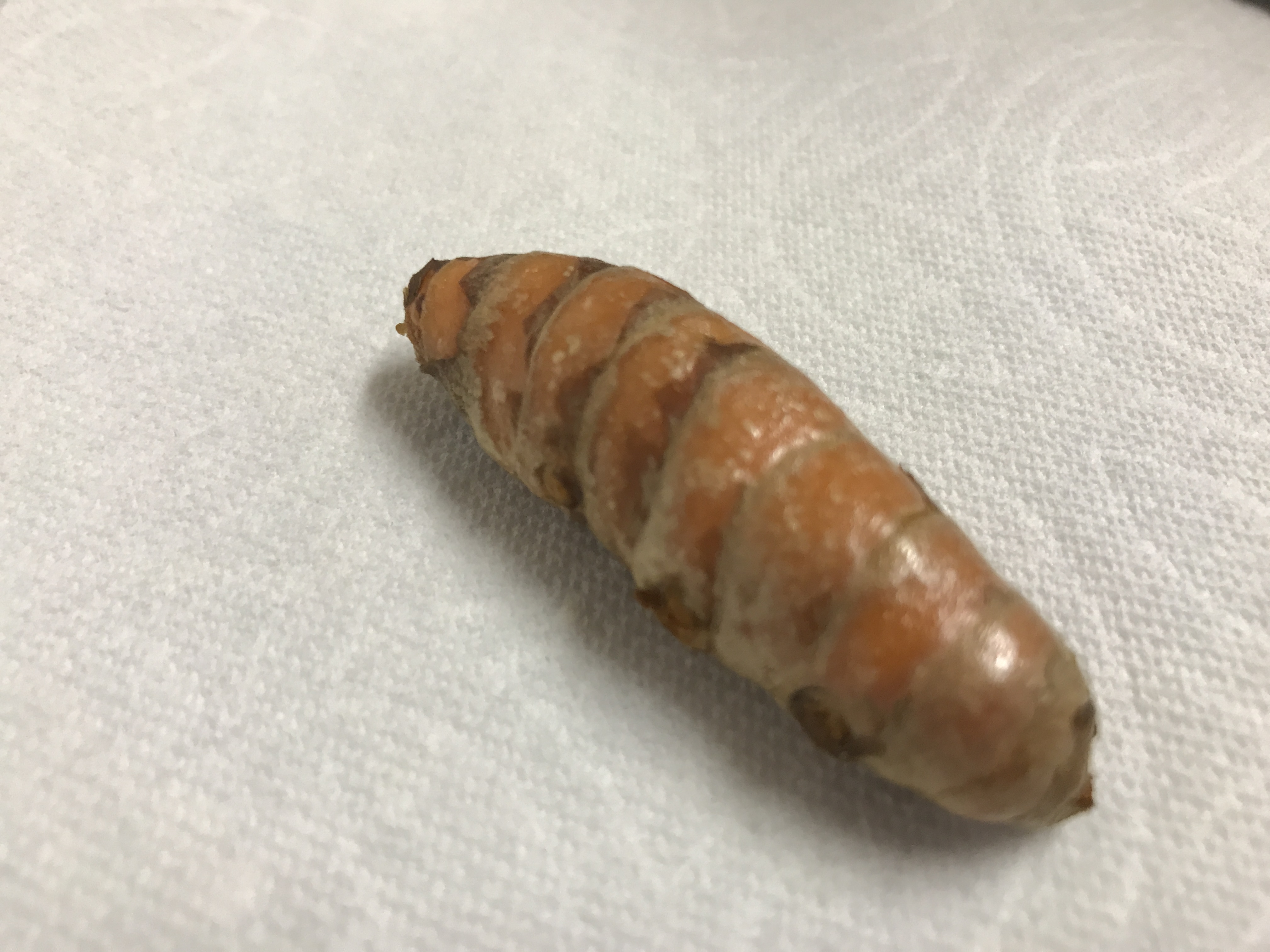 Turmeric Chinese medicine Katie Gaffney, OMD, L.Ac.