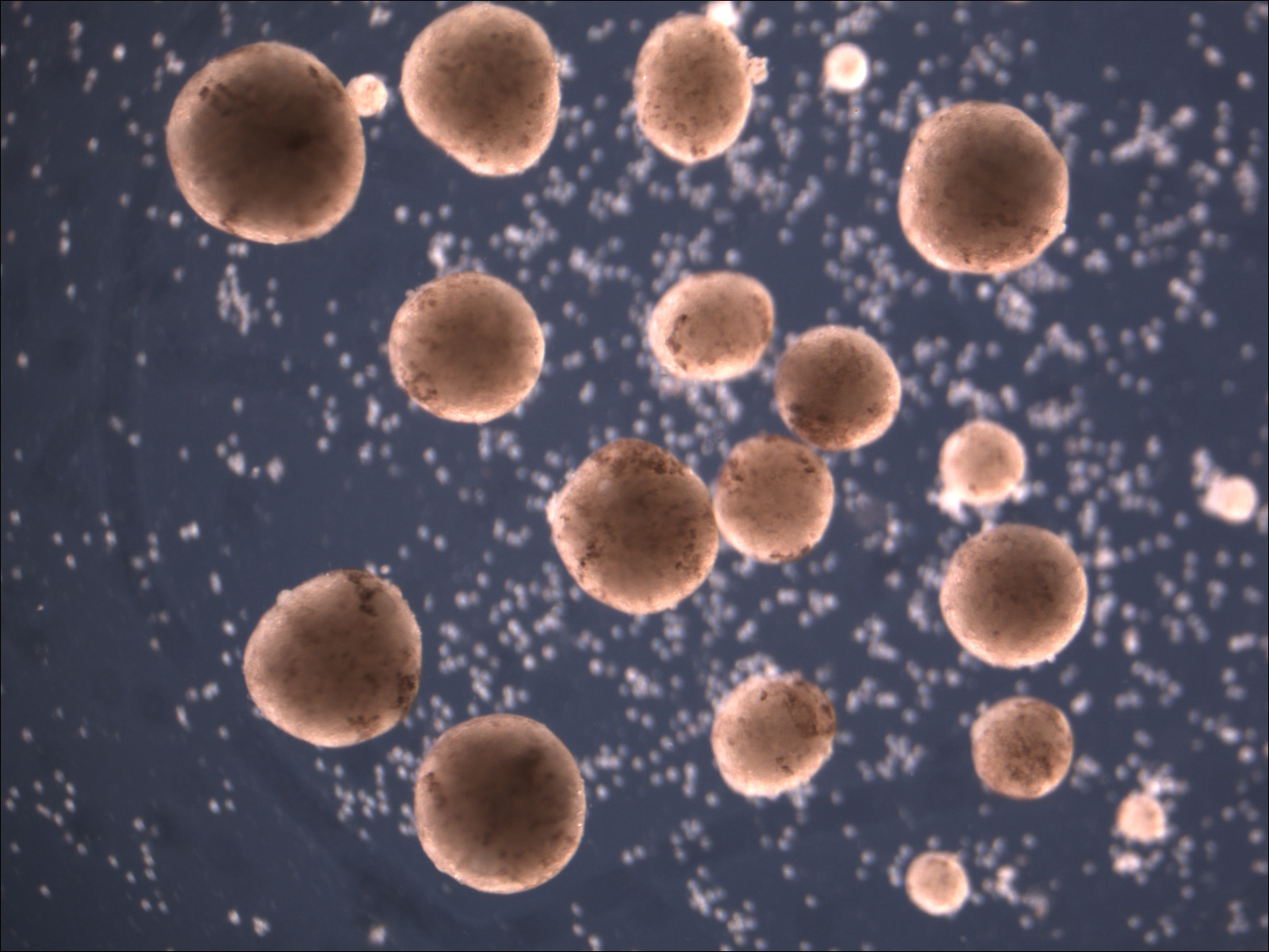 Scientists have developed "living robots" capable of reproduction