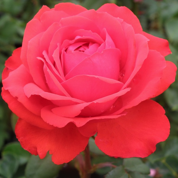 Best Roses to grow in Illinois Gaga's Garden