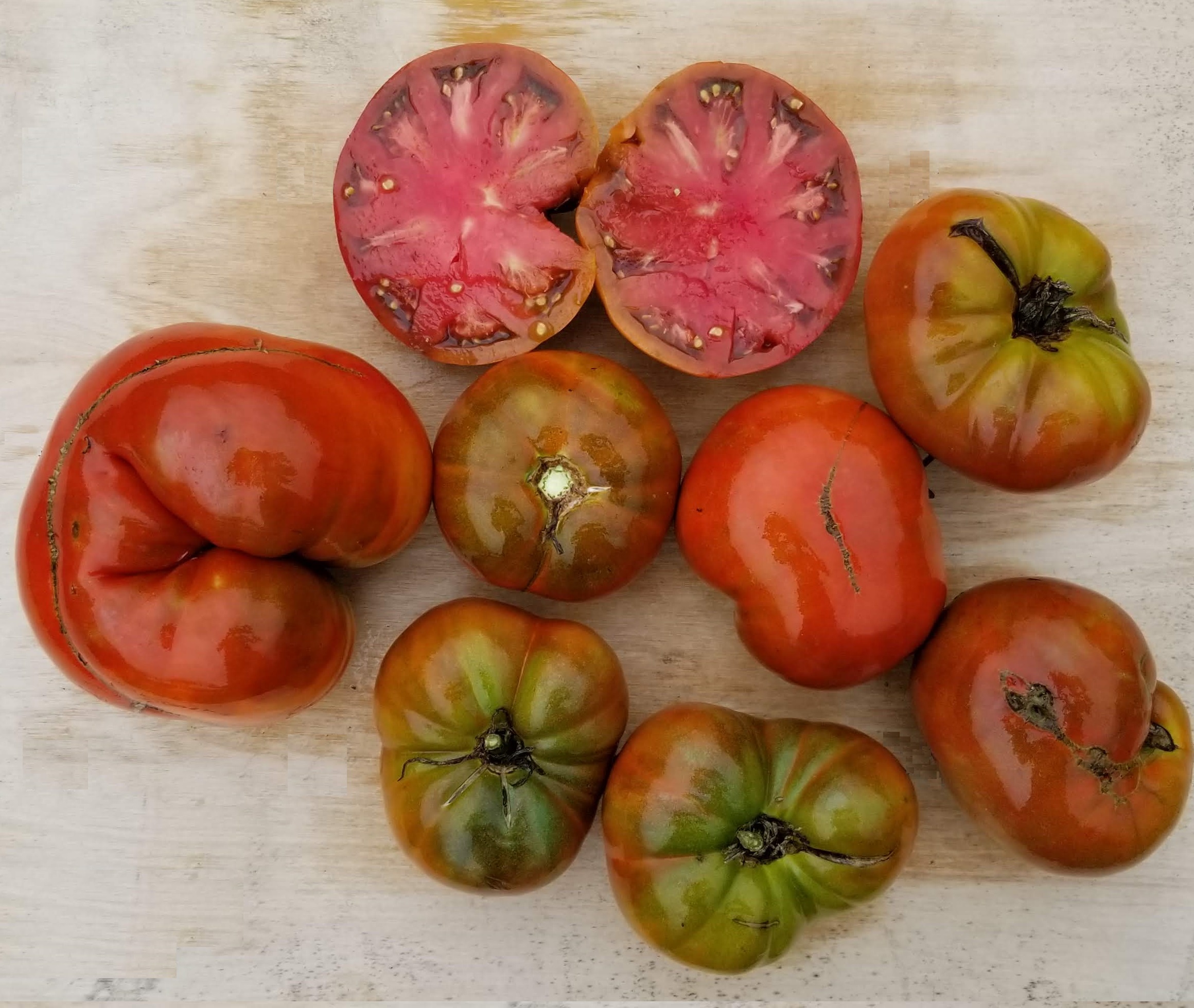 Cherokee Chocolate Tomato Gaia Organics