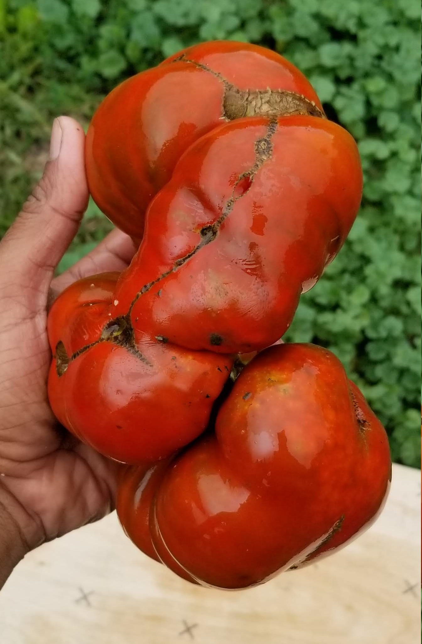 Cherokee Chocolate Tomato Gaia Organics