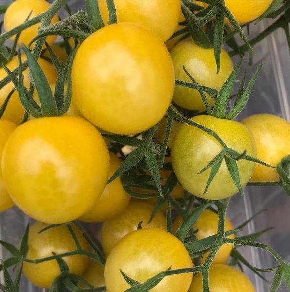 Lemon Drop Tomato Gaia Organics