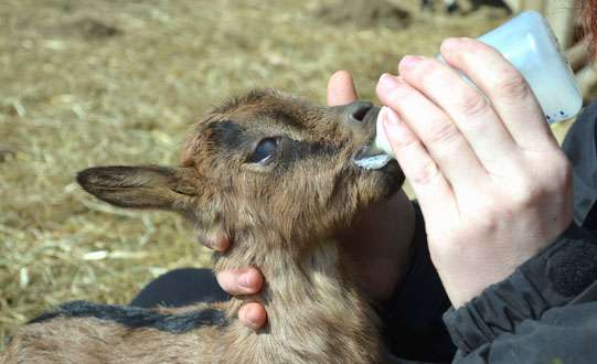 Bottle Feeding and Weaning Dairy Goat Kids — Gail Damerow's Blog