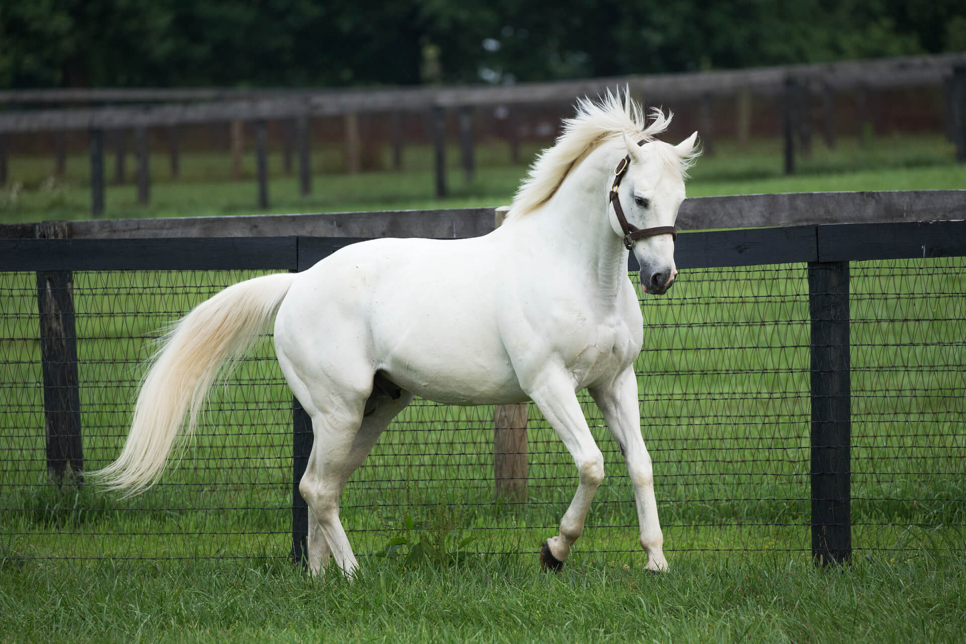 Tapit’s Influence is Strong on the Road to Kentucky