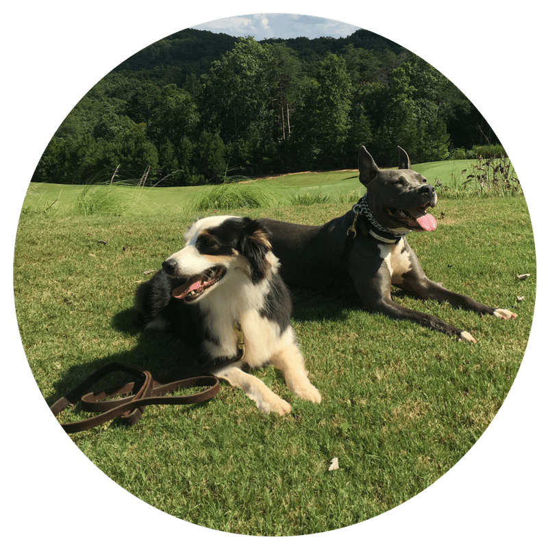 The Greatest Source for Obedience Training in South Carolina