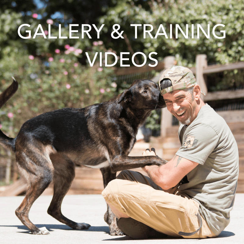 Dog Training Atlanta GA Charleston SC Canton GA GAK9