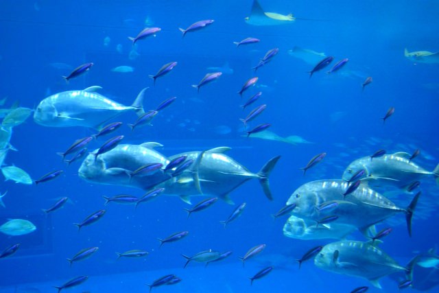 【生き物の雑学】マグロやカツオは泳ぐのを止めると死んでしまう GakuSha