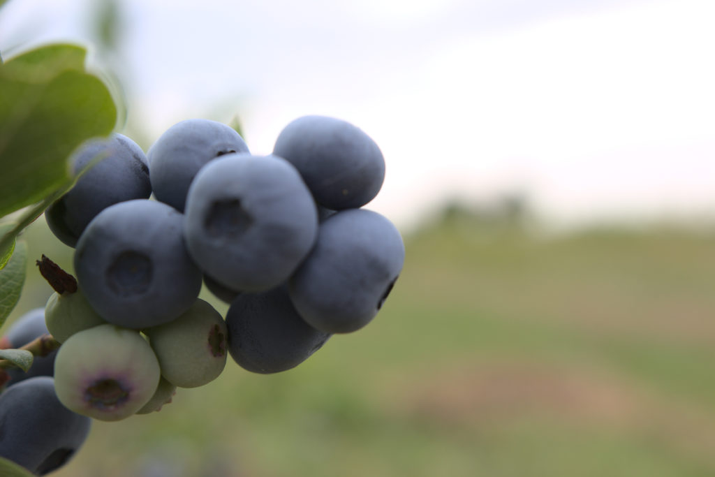 Best Fertilizer for Blueberry Bushes in 2022 Galaberry Guides