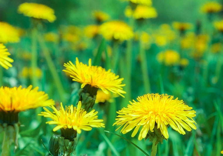 Weed Control Fort Wayne Galbraith's Landscaping & Lawn Care