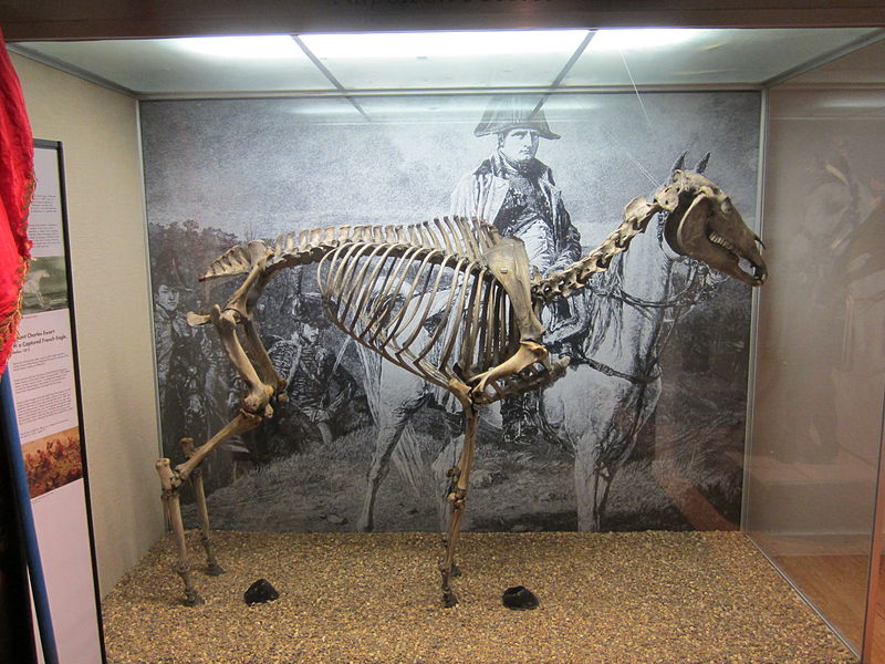 Di che color era il cavallo bianco di Napoleone? Galee Sibilline
