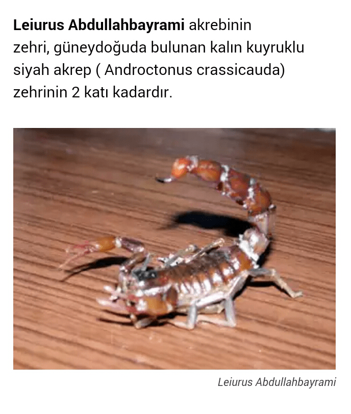 akrep 994485 uludağ sözlük galeri