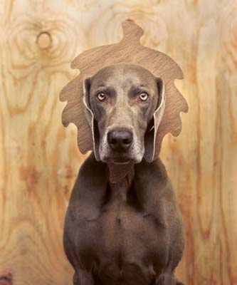 Wegman William Https Galeriehoffman Com