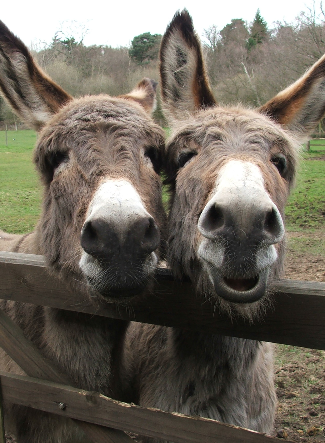 Two little donkeys galesmind