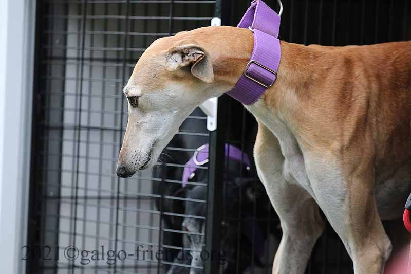 8 wundervolle hunde Galgo Tierheim