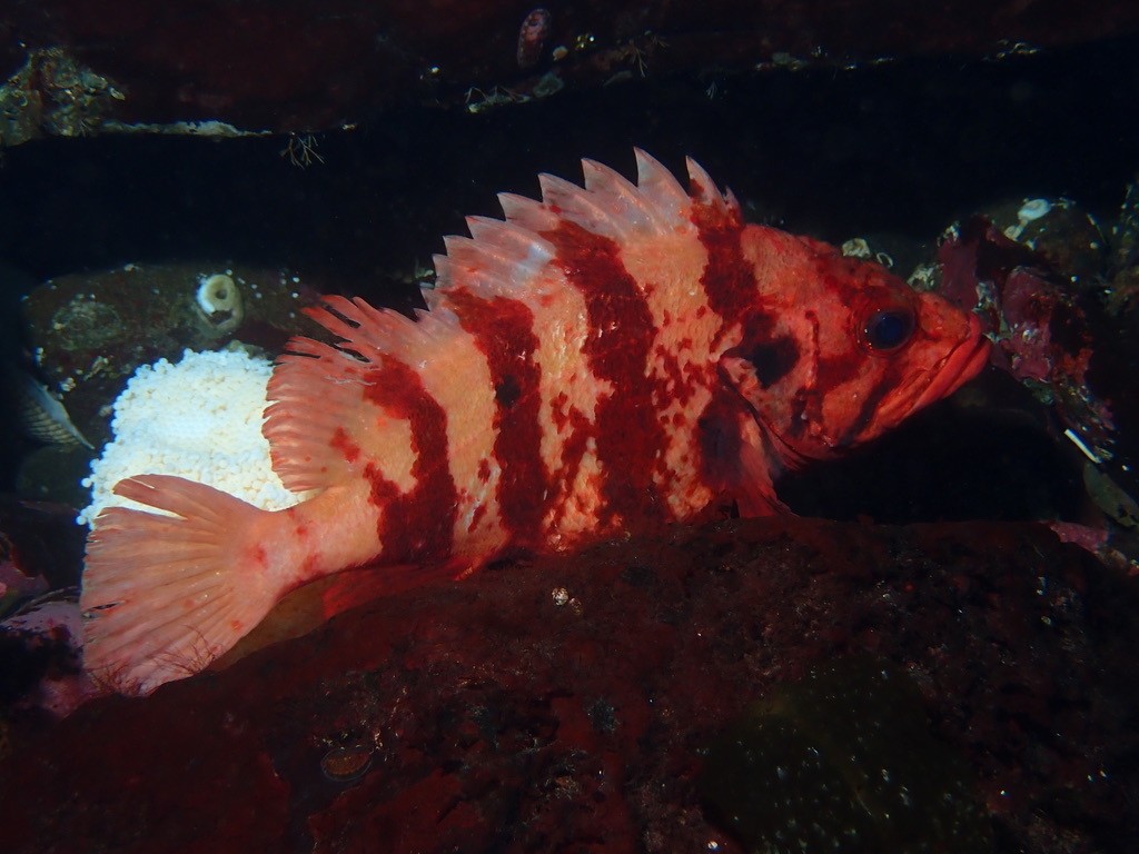 Tiger Rockfish Galiano Conservancy