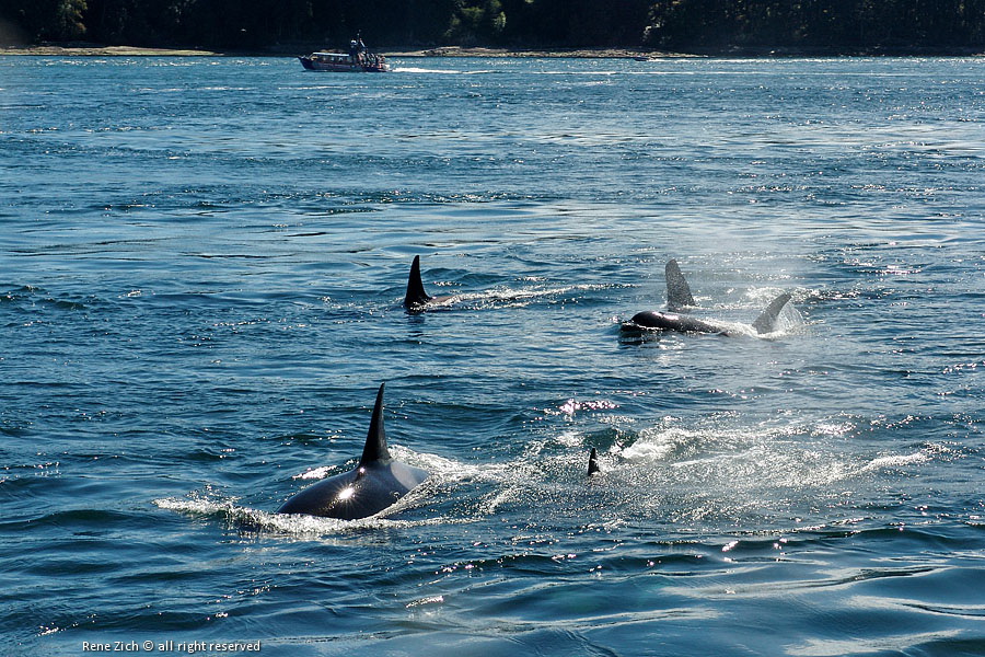 Orcas Galiano Island Chamber of Commerce