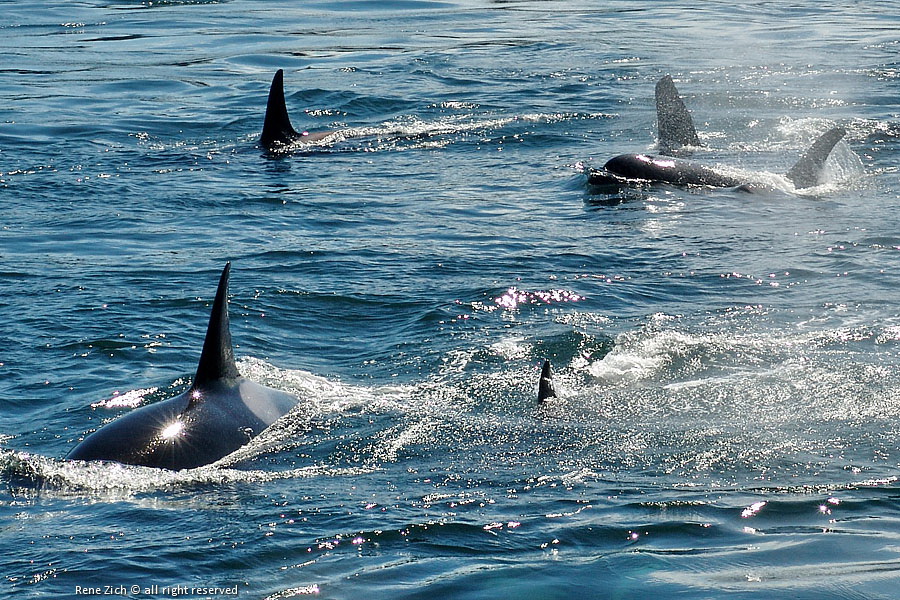 Orcas Galiano Island Chamber of Commerce