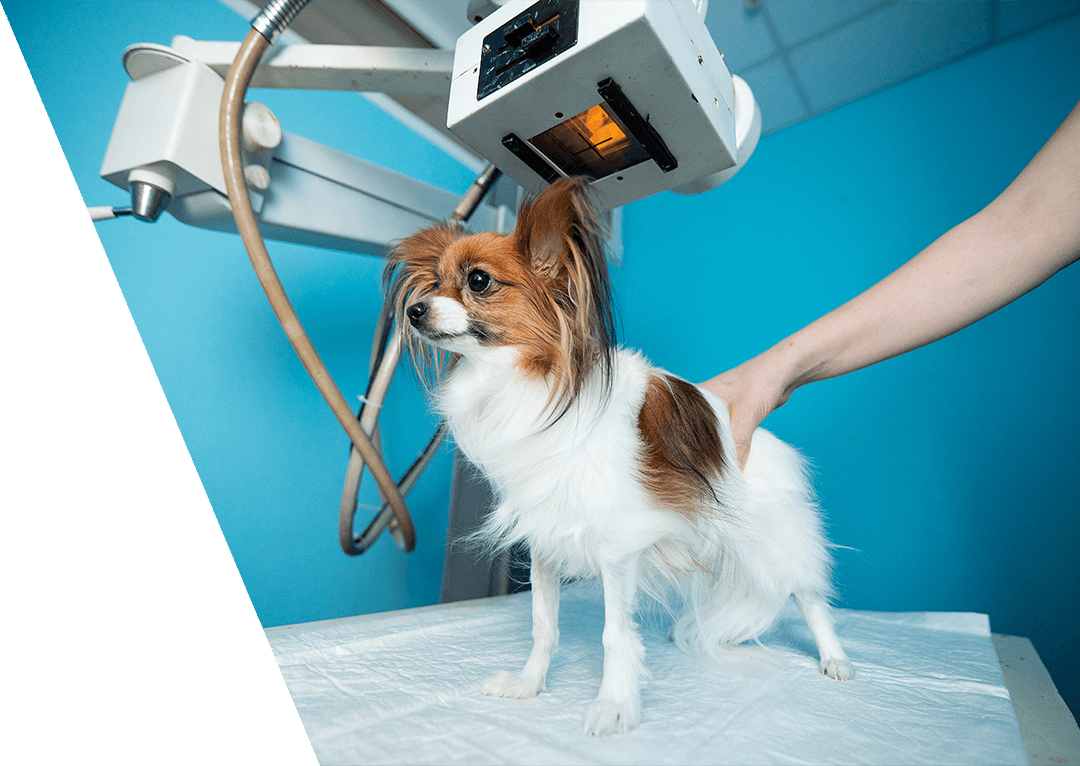 Pet Radiology In Jefferson, GA Galilee Veterinary Hospital