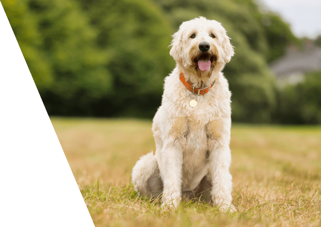 New Client Form Galilee Veterinary Hospital