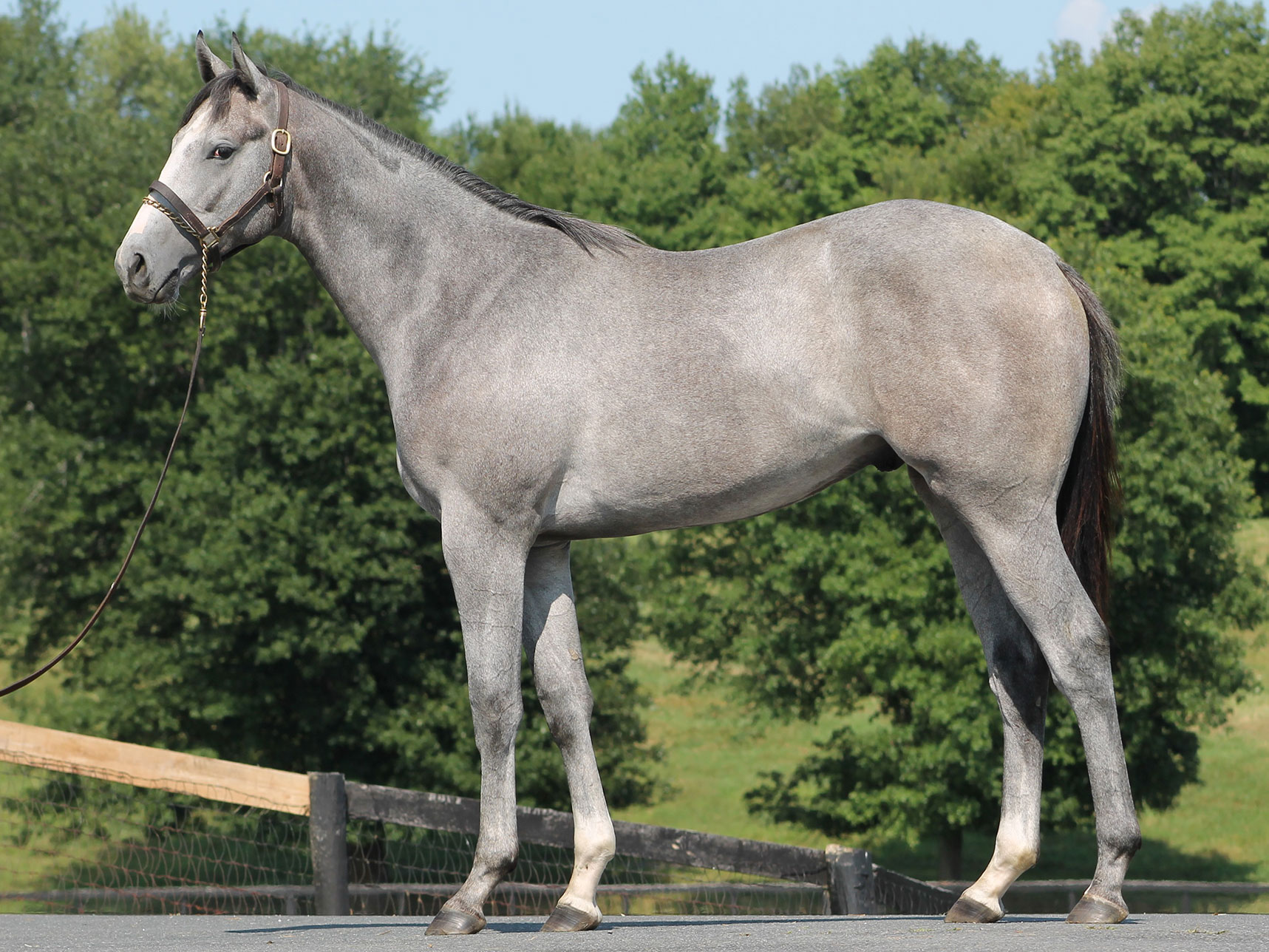 Malibu Moon Colt to Brick City Thoroughbreds Gallagher's Stud