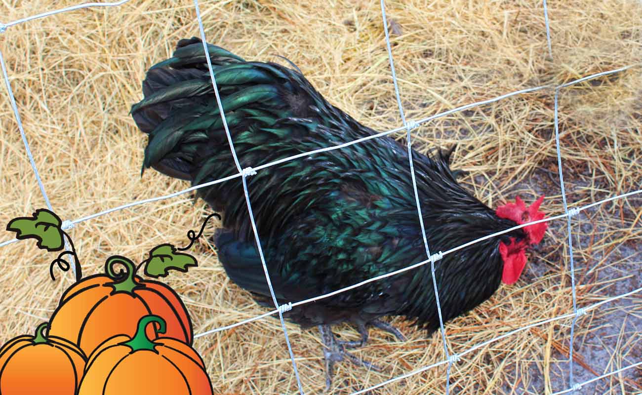 Gallberry Corn Maze Gallberry Corn Maze