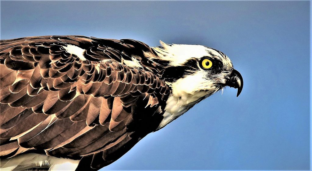 Things With Wings Gallery 36