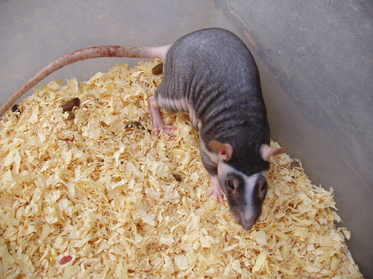 Connected By Petsphoto gallery > Feeders > patchwork rat