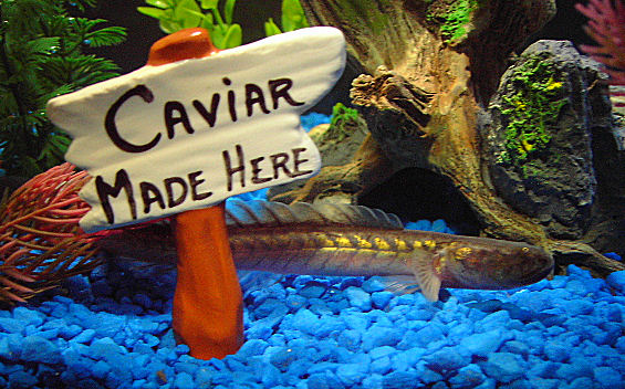 photo gallery > Freshwater > My Dragonfish/Violet Goby