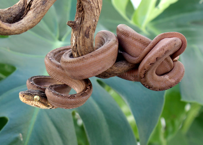 photo gallery > Tree Boas > Male Tiger Amazon Tree Boa 3