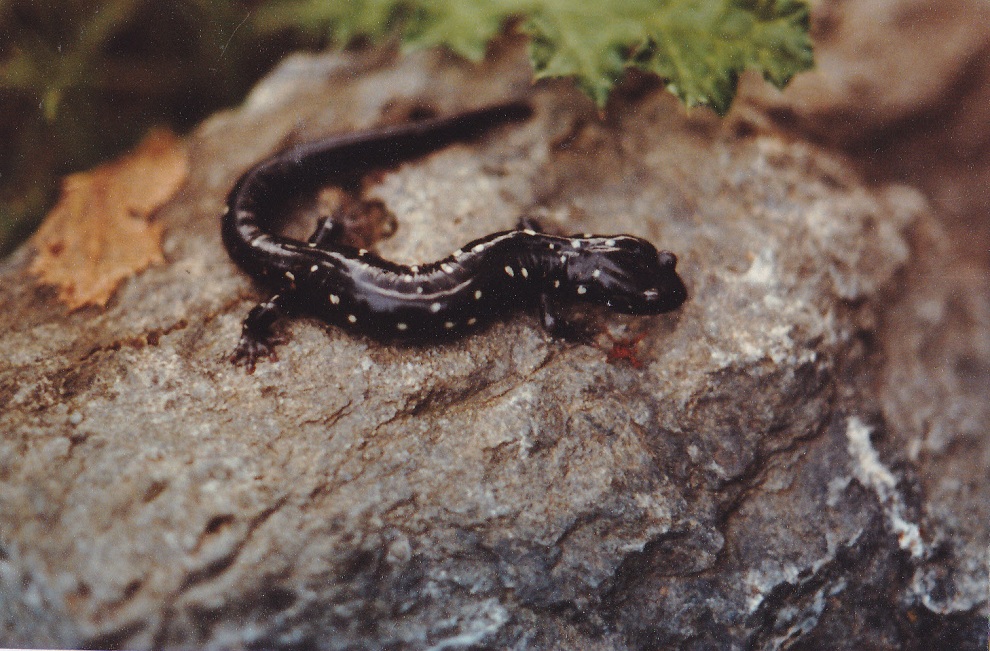 photo gallery > Salamanders > Speckled Black Salamander