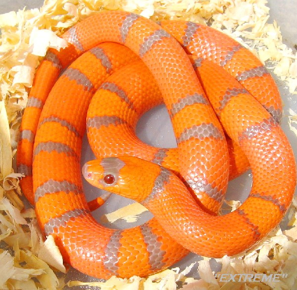 Herpforum RE Blotchless "Orange" Rat