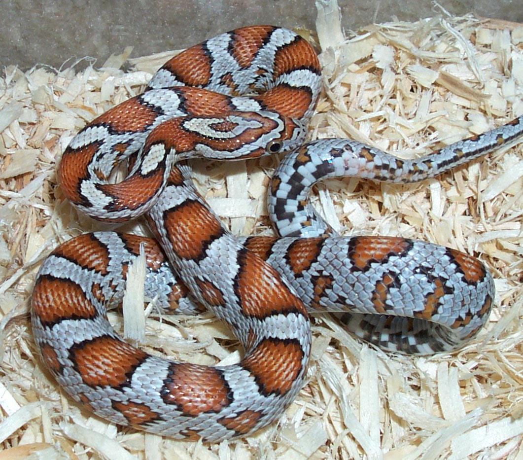 photo gallery > Corn Snakes > 2000 Miami Phase