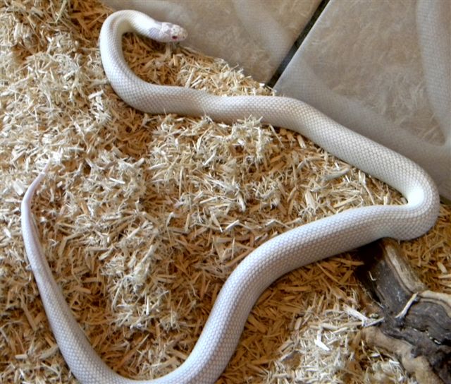 photo gallery > Kingsnakes > High White 1