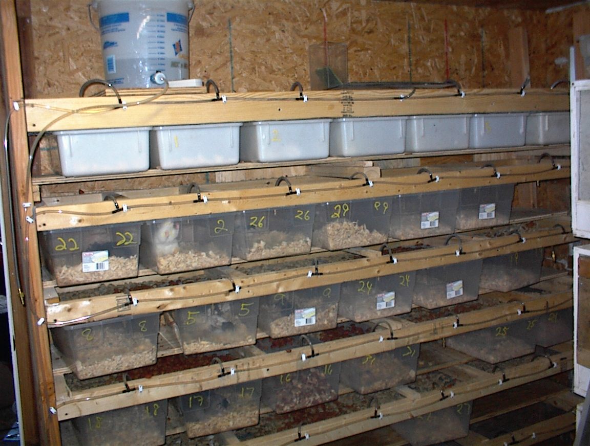 photo gallery > Cages, Terrariums, Ponds, Aquariums > rat